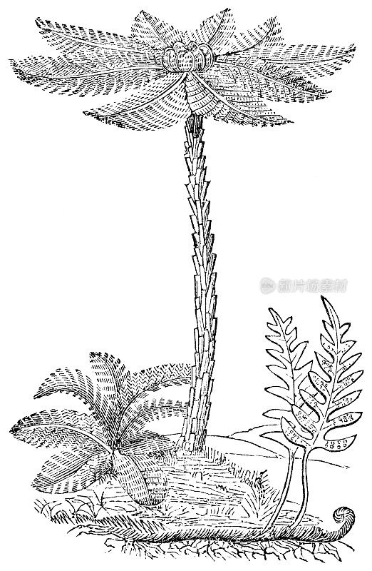 圣赫勒拿树蕨(Dicksonia Arborescens)和普通水螅类(Polypodium Vulgare) - 19世纪